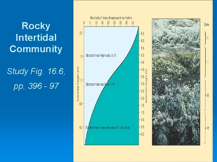 Rocky Intertidal Community Study Fig. 16. 6, pp. 396 - 97 Rocky Intertidal Community Study Fig. 16. 6, pp. 396 - 97