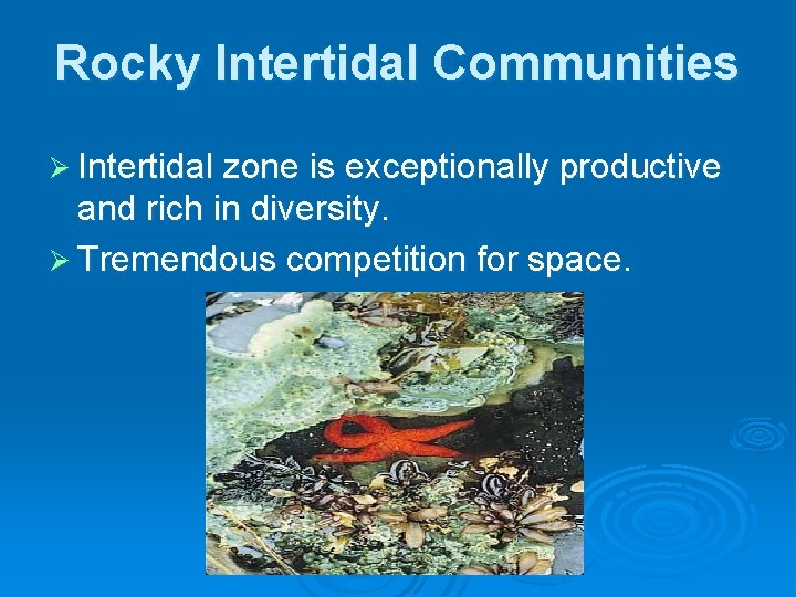 Rocky Intertidal Communities Ø Intertidal zone is exceptionally productive and rich in diversity. Ø Rocky Intertidal Communities Ø Intertidal zone is exceptionally productive and rich in diversity. Ø