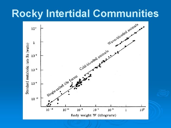 Rocky Intertidal Communities Rocky Intertidal Communities