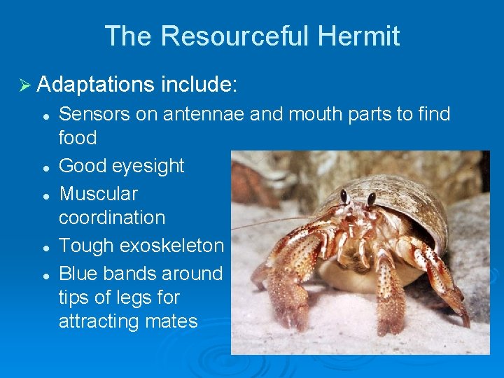 The Resourceful Hermit Ø Adaptations include: l l l Sensors on antennae and mouth The Resourceful Hermit Ø Adaptations include: l l l Sensors on antennae and mouth
