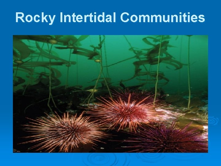 Rocky Intertidal Communities Rocky Intertidal Communities