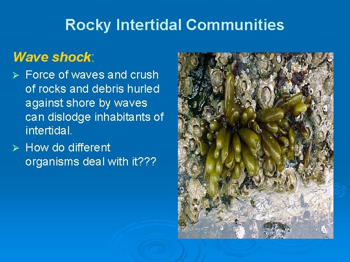 Rocky Intertidal Communities Wave shock: Force of waves and crush of rocks and debris Rocky Intertidal Communities Wave shock: Force of waves and crush of rocks and debris
