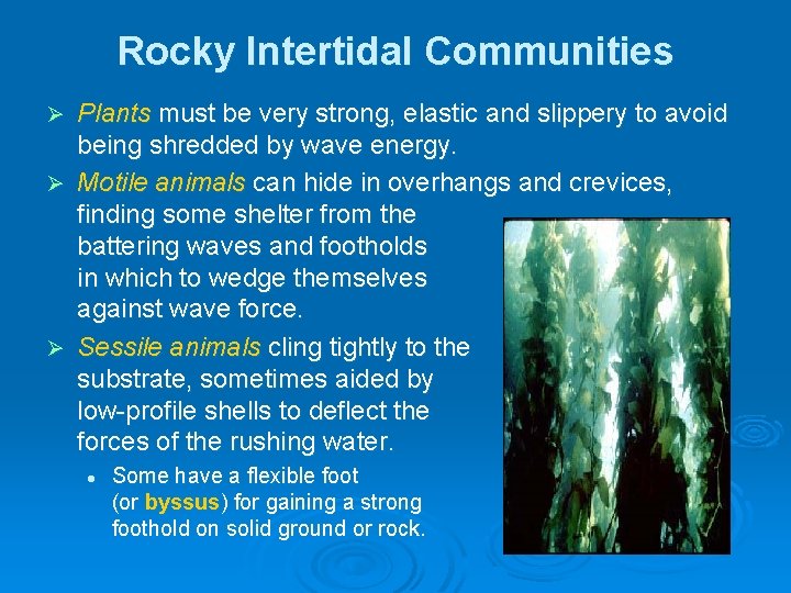 Rocky Intertidal Communities Plants must be very strong, elastic and slippery to avoid being Rocky Intertidal Communities Plants must be very strong, elastic and slippery to avoid being
