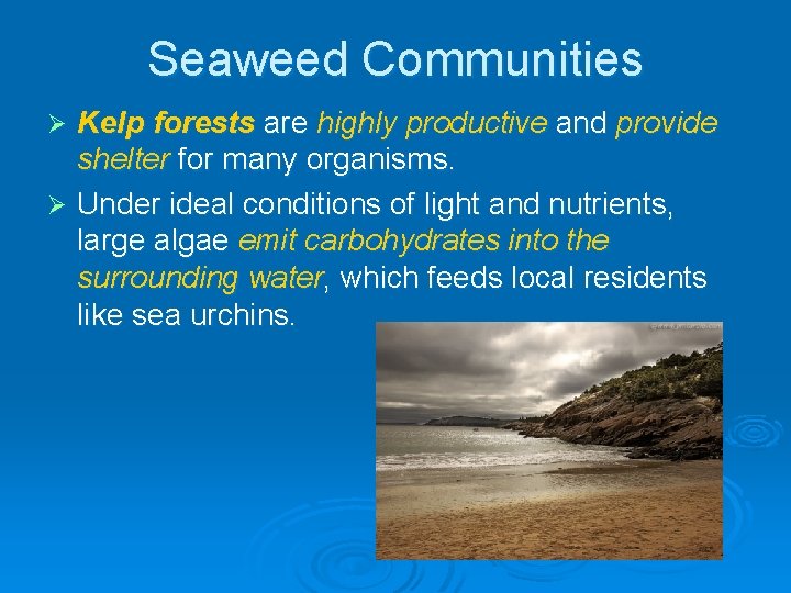 Seaweed Communities Kelp forests are highly productive and provide shelter for many organisms. Ø Seaweed Communities Kelp forests are highly productive and provide shelter for many organisms. Ø