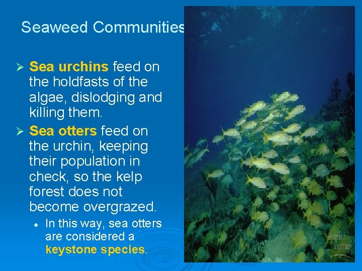 Seaweed Communities Sea urchins feed on the holdfasts of the algae, dislodging and killing Seaweed Communities Sea urchins feed on the holdfasts of the algae, dislodging and killing