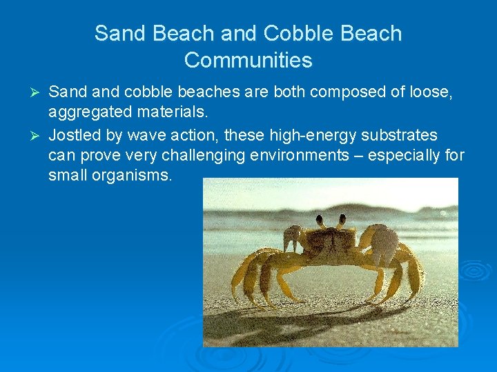 Sand Beach and Cobble Beach Communities Sand cobble beaches are both composed of loose, Sand Beach and Cobble Beach Communities Sand cobble beaches are both composed of loose,