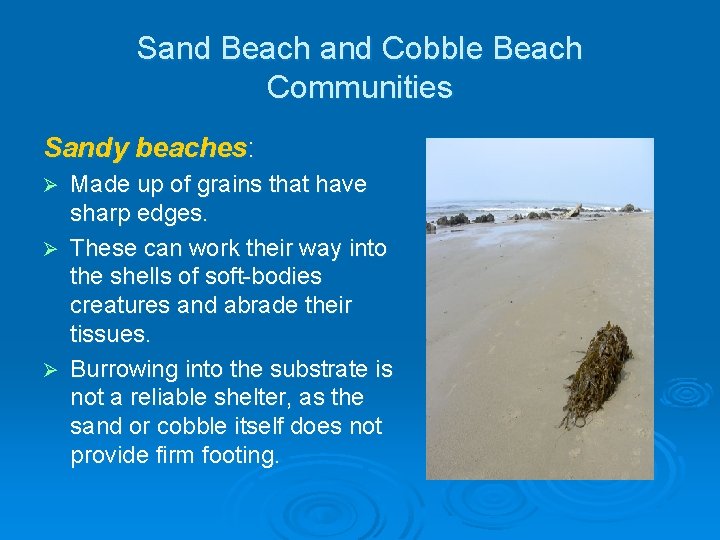 Sand Beach and Cobble Beach Communities Sandy beaches: Made up of grains that have Sand Beach and Cobble Beach Communities Sandy beaches: Made up of grains that have