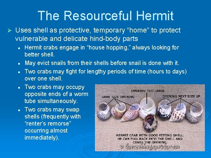 The Resourceful Hermit Ø Uses shell as protective, temporary “home” to protect vulnerable and The Resourceful Hermit Ø Uses shell as protective, temporary “home” to protect vulnerable and