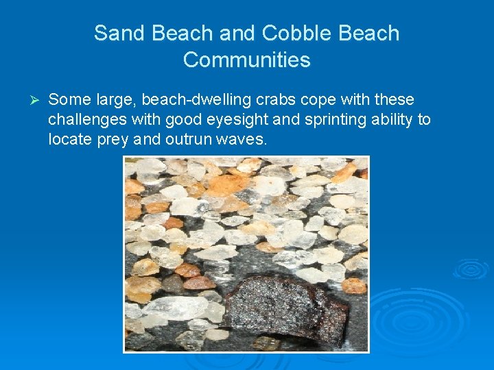Sand Beach and Cobble Beach Communities Ø Some large, beach-dwelling crabs cope with these Sand Beach and Cobble Beach Communities Ø Some large, beach-dwelling crabs cope with these