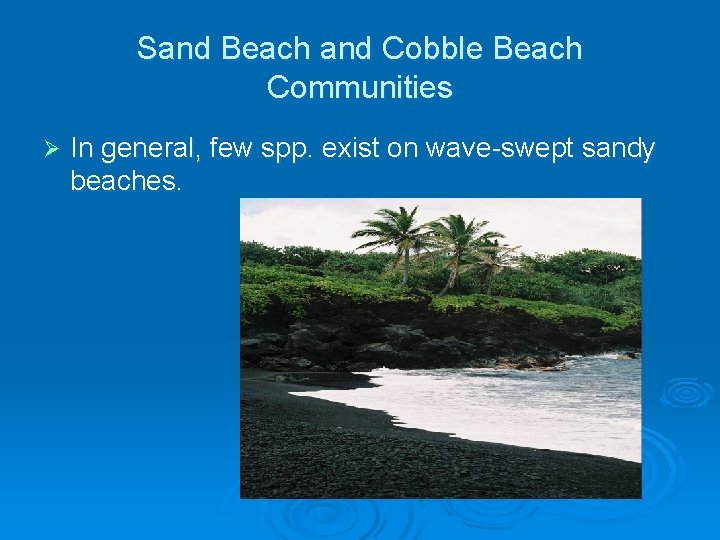 Sand Beach and Cobble Beach Communities Ø In general, few spp. exist on wave-swept Sand Beach and Cobble Beach Communities Ø In general, few spp. exist on wave-swept