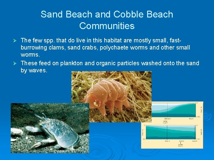 Sand Beach and Cobble Beach Communities The few spp. that do live in this Sand Beach and Cobble Beach Communities The few spp. that do live in this