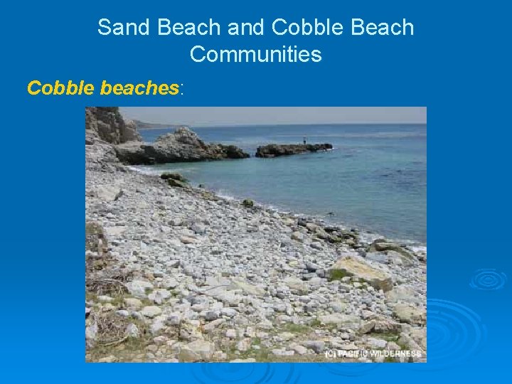 Sand Beach and Cobble Beach Communities Cobble beaches: Sand Beach and Cobble Beach Communities Cobble beaches: