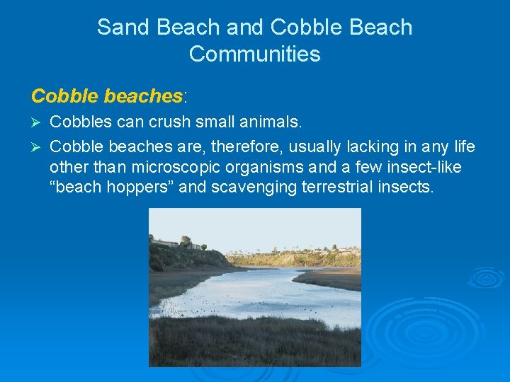 Sand Beach and Cobble Beach Communities Cobble beaches: Cobbles can crush small animals. Ø Sand Beach and Cobble Beach Communities Cobble beaches: Cobbles can crush small animals. Ø