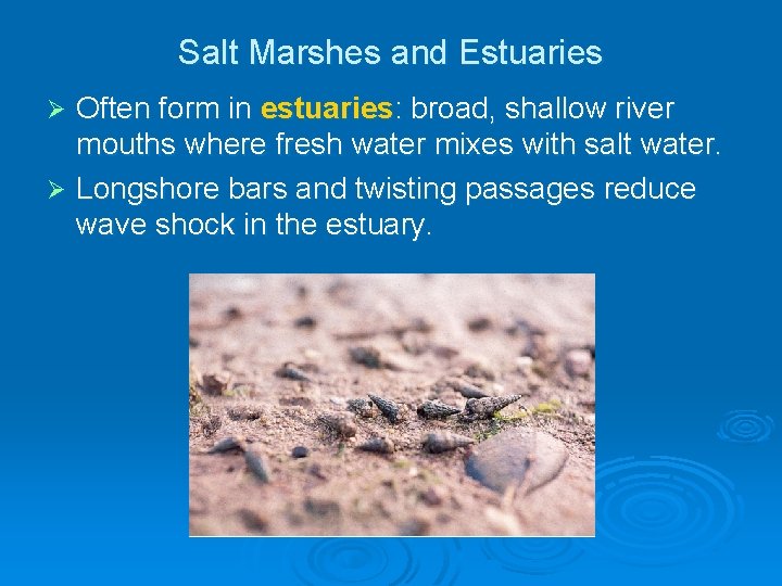 Salt Marshes and Estuaries Often form in estuaries: broad, shallow river mouths where fresh Salt Marshes and Estuaries Often form in estuaries: broad, shallow river mouths where fresh