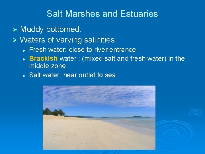 Salt Marshes and Estuaries Muddy bottomed. Ø Waters of varying salinities: Ø l l Salt Marshes and Estuaries Muddy bottomed. Ø Waters of varying salinities: Ø l l