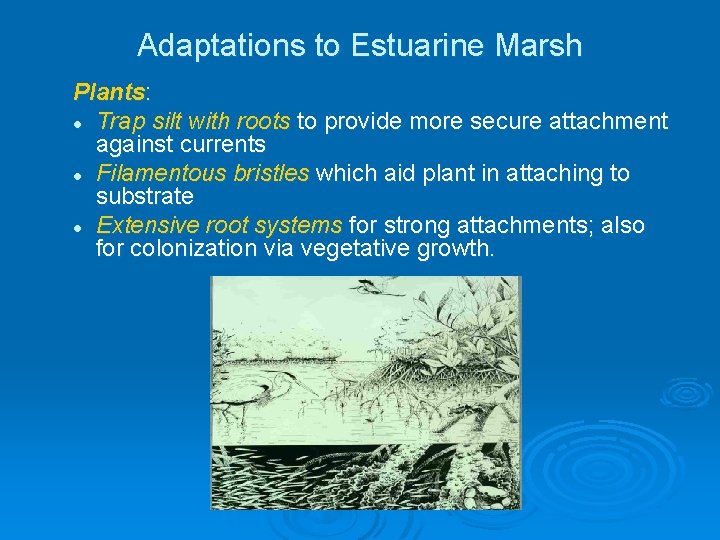 Adaptations to Estuarine Marsh Plants: l Trap silt with roots to provide more secure Adaptations to Estuarine Marsh Plants: l Trap silt with roots to provide more secure