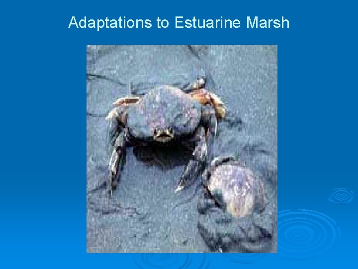 Adaptations to Estuarine Marsh Adaptations to Estuarine Marsh