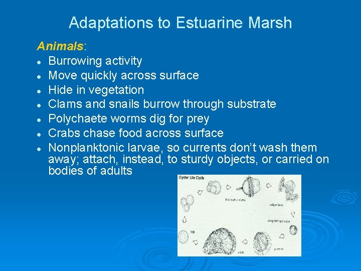 Adaptations to Estuarine Marsh Animals: l Burrowing activity l Move quickly across surface l Adaptations to Estuarine Marsh Animals: l Burrowing activity l Move quickly across surface l