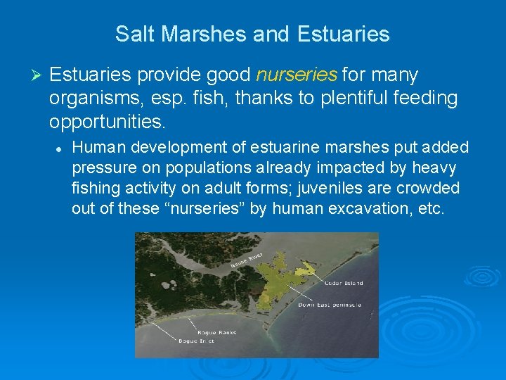 Salt Marshes and Estuaries Ø Estuaries provide good nurseries for many organisms, esp. fish, Salt Marshes and Estuaries Ø Estuaries provide good nurseries for many organisms, esp. fish,