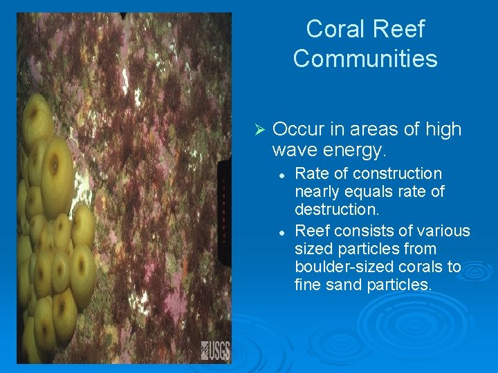 Coral Reef Communities Ø Occur in areas of high wave energy. l l Rate Coral Reef Communities Ø Occur in areas of high wave energy. l l Rate