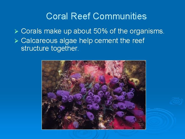 Coral Reef Communities Corals make up about 50% of the organisms. Ø Calcareous algae Coral Reef Communities Corals make up about 50% of the organisms. Ø Calcareous algae