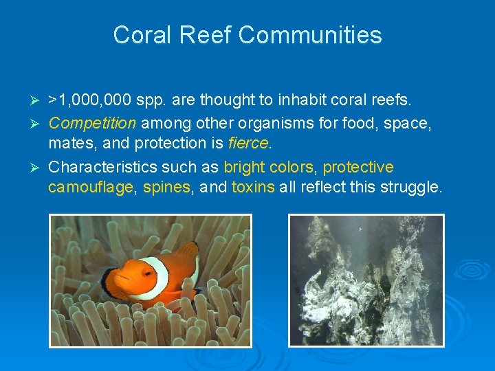 Coral Reef Communities >1, 000 spp. are thought to inhabit coral reefs. Ø Competition Coral Reef Communities >1, 000 spp. are thought to inhabit coral reefs. Ø Competition