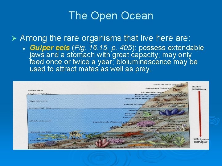 The Open Ocean Ø Among the rare organisms that live here are: l Gulper The Open Ocean Ø Among the rare organisms that live here are: l Gulper
