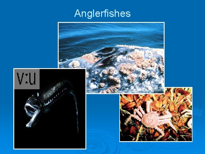 Anglerfishes Anglerfishes