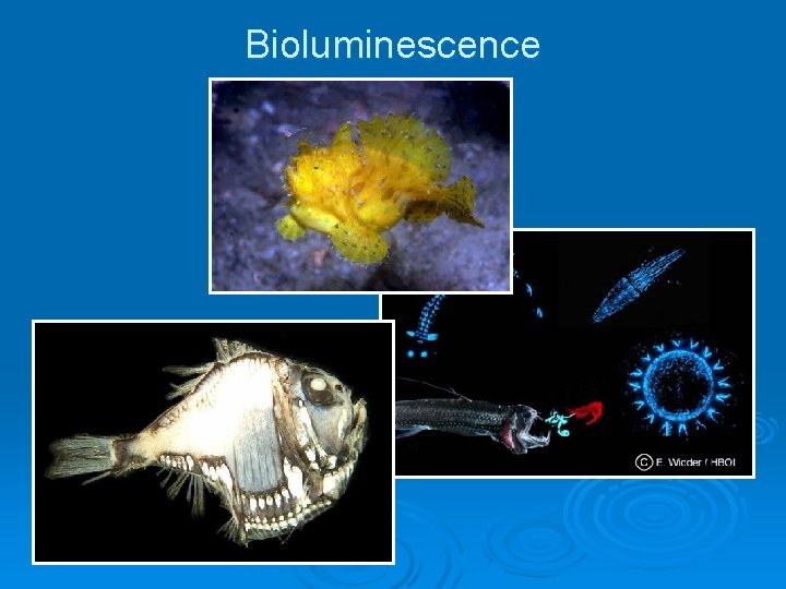 Bioluminescence Bioluminescence