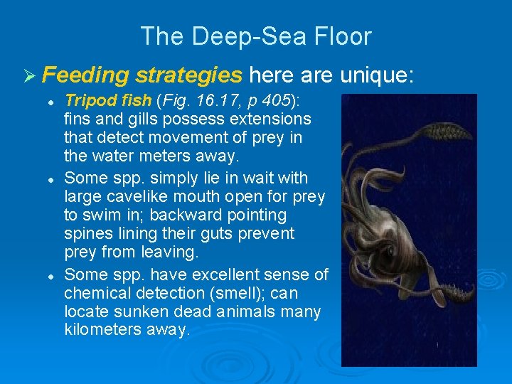The Deep-Sea Floor Ø Feeding strategies l l l here are unique: Tripod fish The Deep-Sea Floor Ø Feeding strategies l l l here are unique: Tripod fish