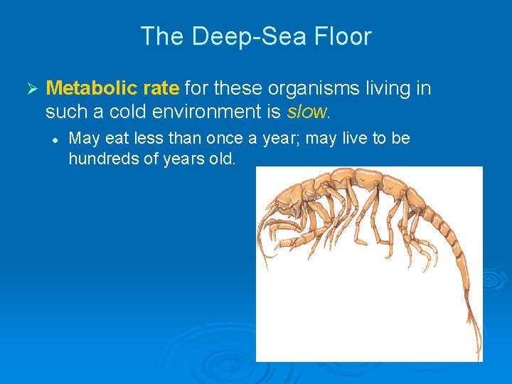 The Deep-Sea Floor Ø Metabolic rate for these organisms living in such a cold The Deep-Sea Floor Ø Metabolic rate for these organisms living in such a cold
