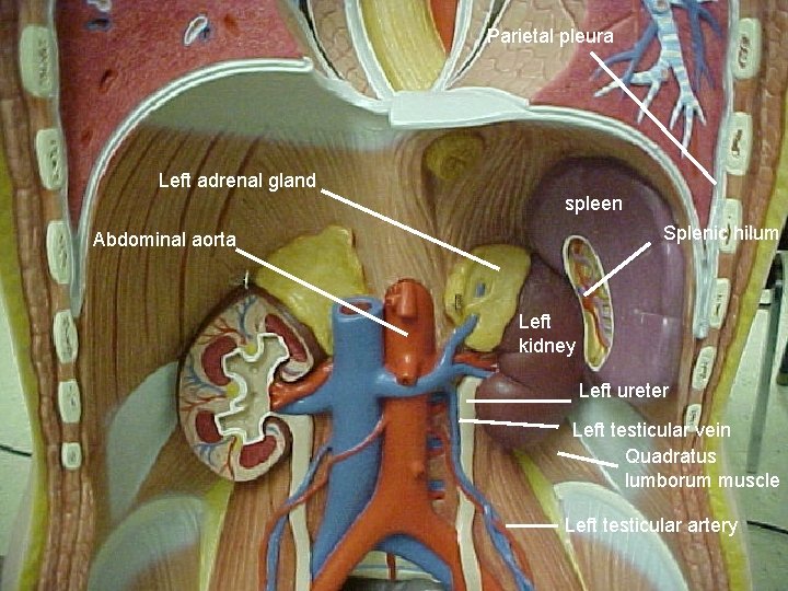 Parietal pleura Left adrenal gland spleen Splenic hilum Abdominal aorta Left kidney Left ureter