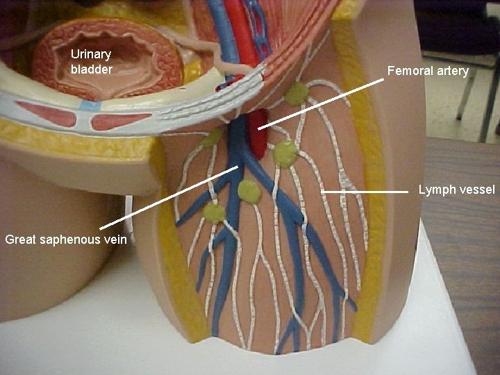 Urinary bladder Femoral artery Lymph vessel Great saphenous vein 