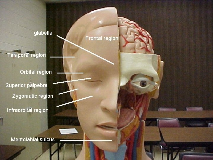 glabella Temporal region Orbital region Superior palpebra Zygomatic region Infraorbital region Mentolabial sulcus Frontal