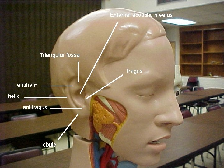 External acoustic meatus Triangular fossa tragus antihelix antitragus lobule 