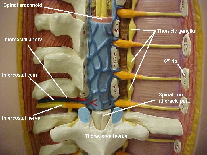 Spinal arachnoid Thoracic ganglia Intercostal artery 6 th rib Intercostal vein Spinal cord (thoracic