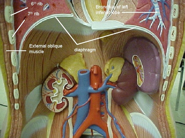 6 th rib 7 th rib External oblique muscle Bronchus of left inferior lobe