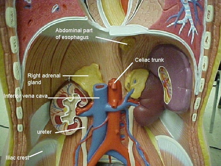 Abdominal part of esophagus Celiac trunk Right adrenal gland Inferior vena cava ureter Iliac