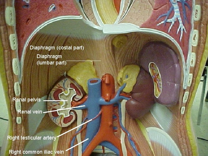 Diaphragm (costal part) Diaphragm (lumbar part) Renal pelvis Renal vein Right testicular artery Right