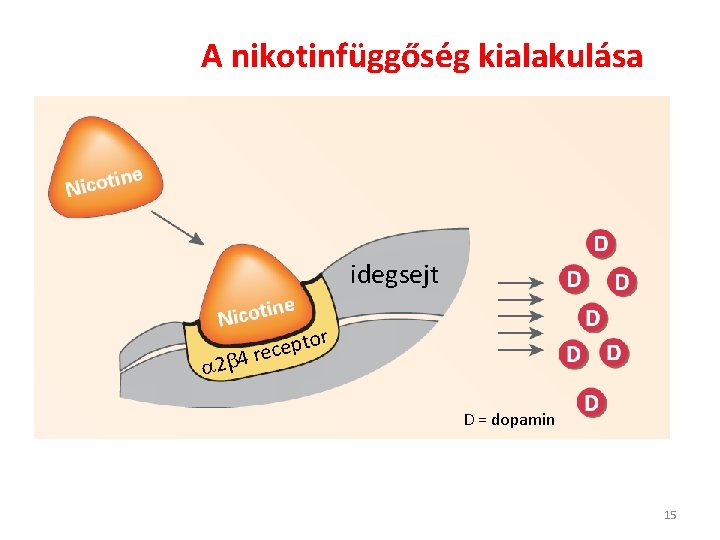 A nikotinfüggőség kialakulása idegsejt 2 tor p e c e 4 r D =