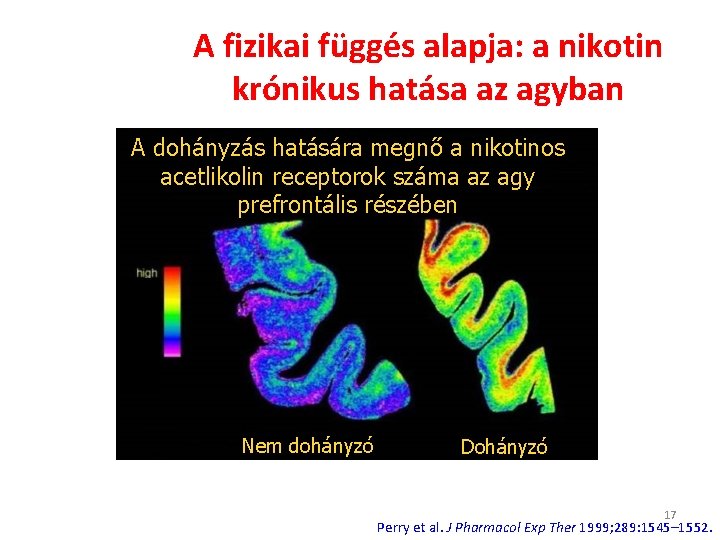 A fizikai függés alapja: a nikotin krónikus hatása az agyban A dohányzás hatására megnő