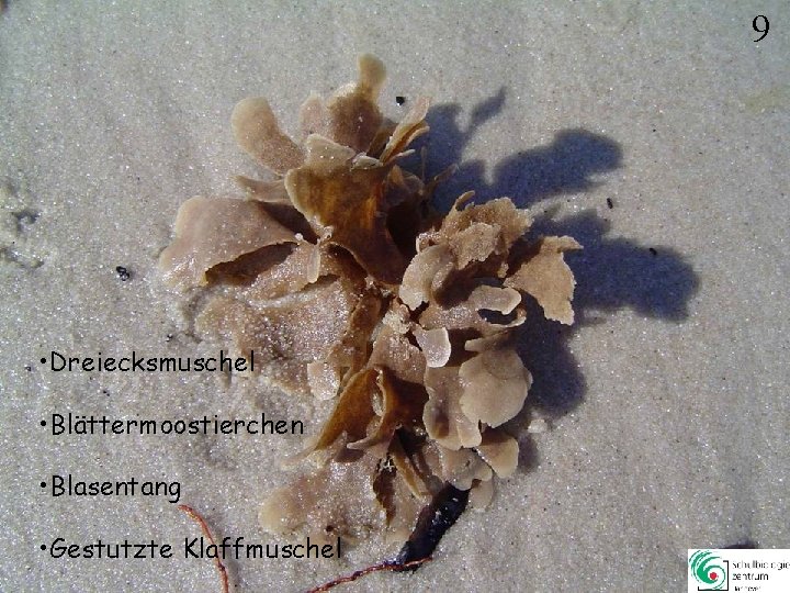 9 • Dreiecksmuschel • Blättermoostierchen • Blasentang • Gestutzte Klaffmuschel 9 9 • Dreiecksmuschel • Blättermoostierchen • Blasentang • Gestutzte Klaffmuschel 9