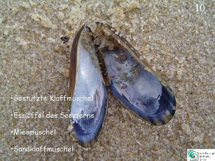 10 • Gestutzte Klaffmuschel • Esslöffel des Seesterns • Miesmuschel • Sandklaffmuschel 10 10 • Gestutzte Klaffmuschel • Esslöffel des Seesterns • Miesmuschel • Sandklaffmuschel 10