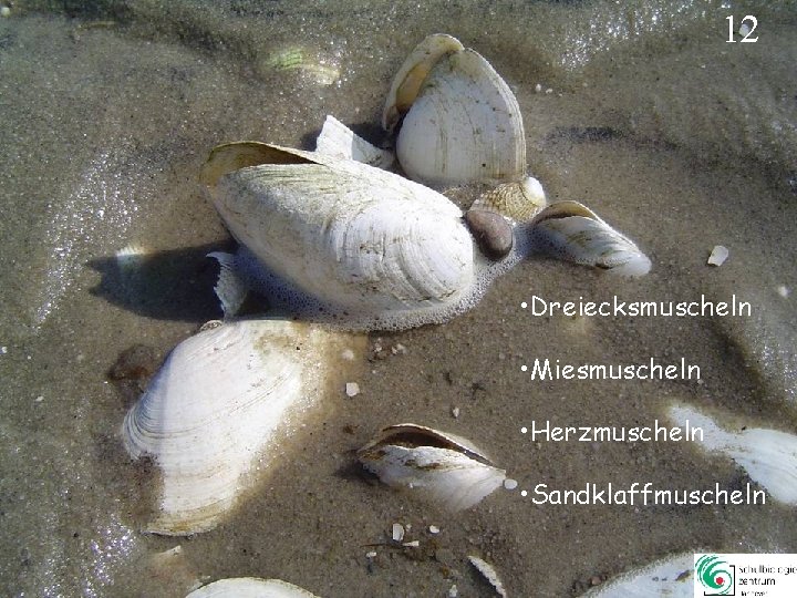 12 • Dreiecksmuscheln • Miesmuscheln • Herzmuscheln • Sandklaffmuscheln 12 12 • Dreiecksmuscheln • Miesmuscheln • Herzmuscheln • Sandklaffmuscheln 12