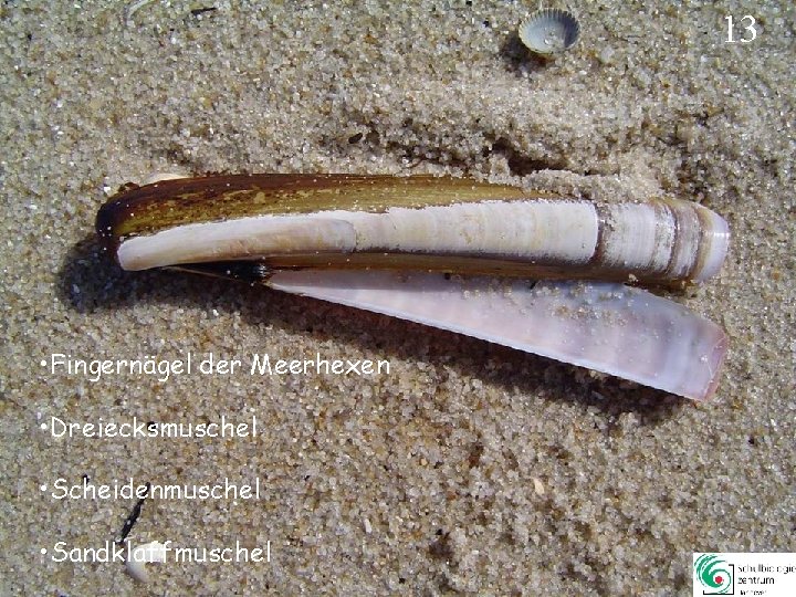 13 • Fingernägel der Meerhexen • Dreiecksmuschel • Scheidenmuschel • Sandklaffmuschel 13 13 • Fingernägel der Meerhexen • Dreiecksmuschel • Scheidenmuschel • Sandklaffmuschel 13