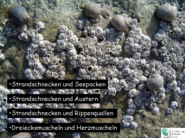 14 • Strandschnecken und Seepocken • Strandschnecken und Austern • Strandschnecken und Rippenquallen • 14 • Strandschnecken und Seepocken • Strandschnecken und Austern • Strandschnecken und Rippenquallen •