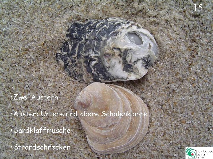 15 • Zwei Austern • Auster: Untere und obere Schalenklappe • Sandklaffmuschel • Strandschnecken 15 • Zwei Austern • Auster: Untere und obere Schalenklappe • Sandklaffmuschel • Strandschnecken