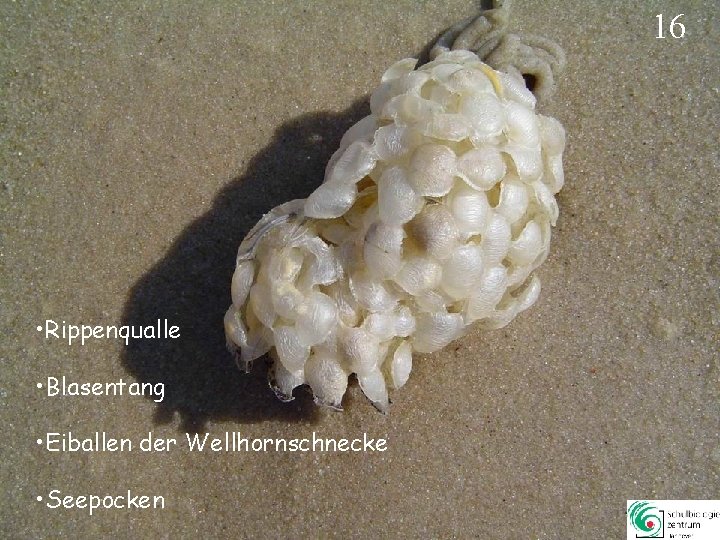 16 • Rippenqualle • Blasentang • Eiballen der Wellhornschnecke • Seepocken 16 16 • Rippenqualle • Blasentang • Eiballen der Wellhornschnecke • Seepocken 16