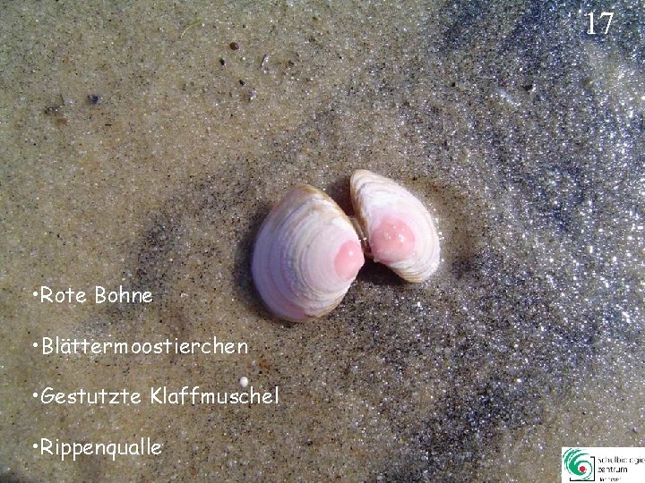 17 • Rote Bohne • Blättermoostierchen • Gestutzte Klaffmuschel • Rippenqualle 17 17 • Rote Bohne • Blättermoostierchen • Gestutzte Klaffmuschel • Rippenqualle 17