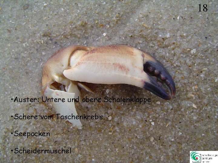 18 • Auster: Untere und obere Schalenklappe • Schere vom Taschenkrebs • Seepocken • 18 • Auster: Untere und obere Schalenklappe • Schere vom Taschenkrebs • Seepocken •